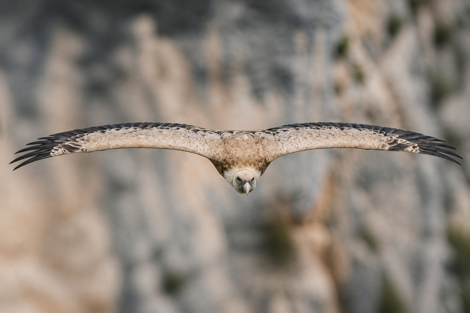🦅 Géographie et nature : observer les Gorges sous un autre angle