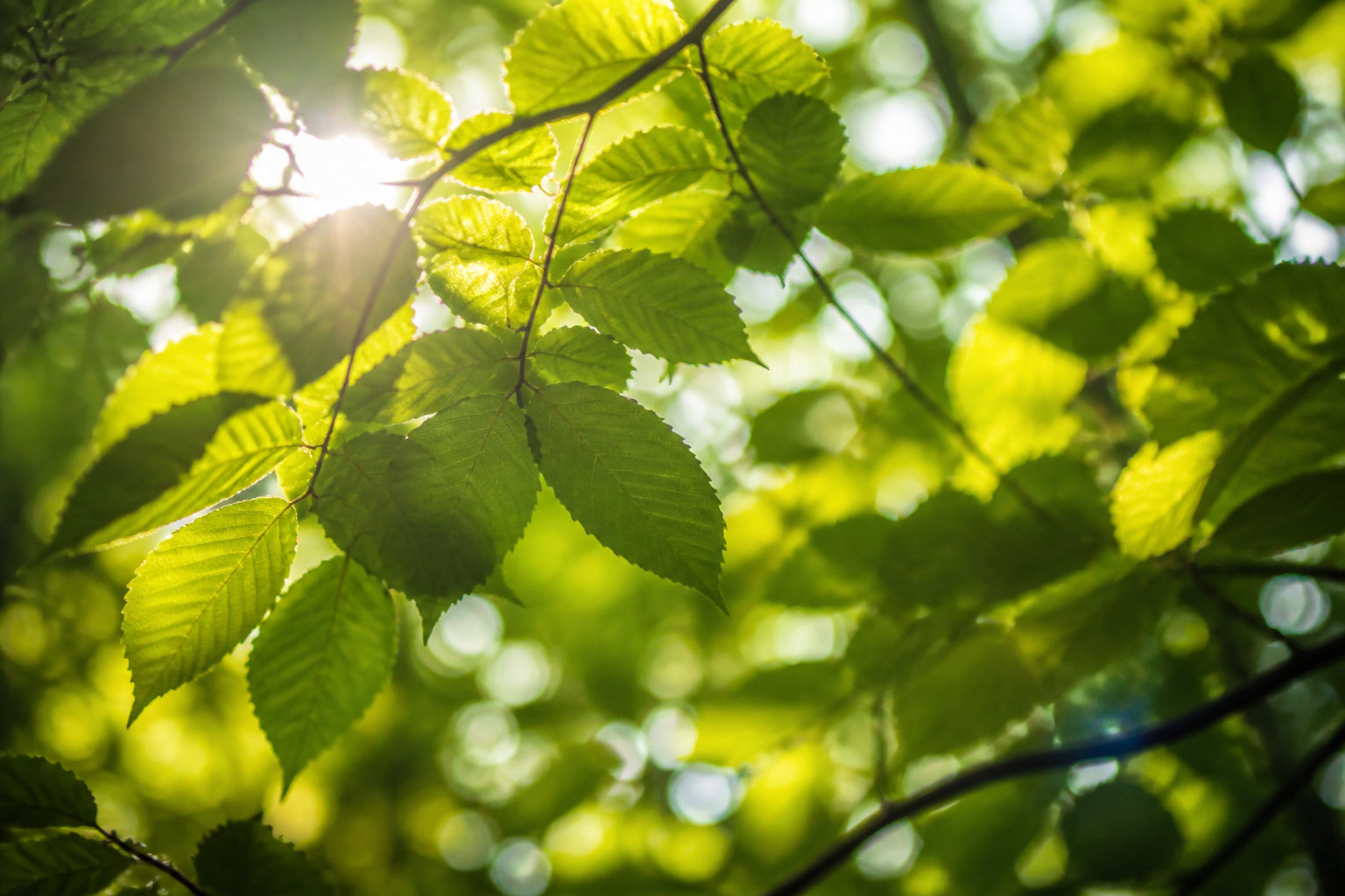 3 mécanismes biologiques activés par le contact des arbres