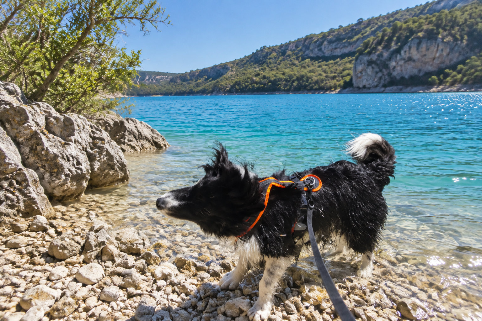 Un chien noir et blanc portant un harnais orange se tient dans l’eau peu profonde, au bord d’un lac entouré de rochers et de collines.
