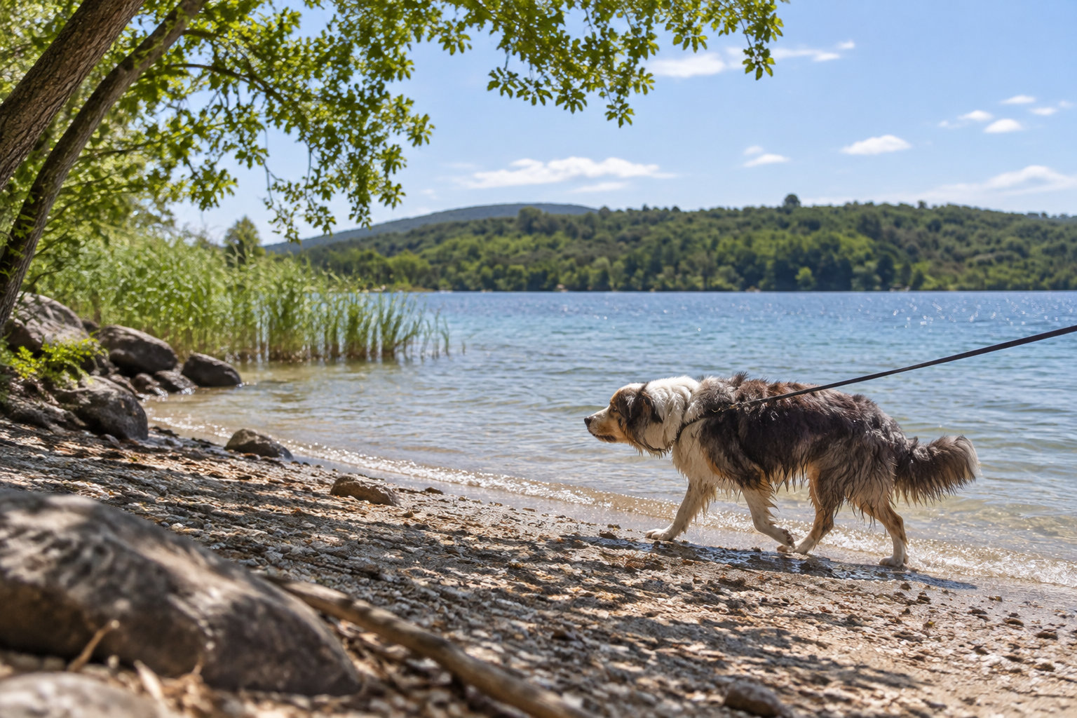 Un chien tenu en laisse marche au bord d’un lac, sur une rive rocheuse ombragée par des arbres.